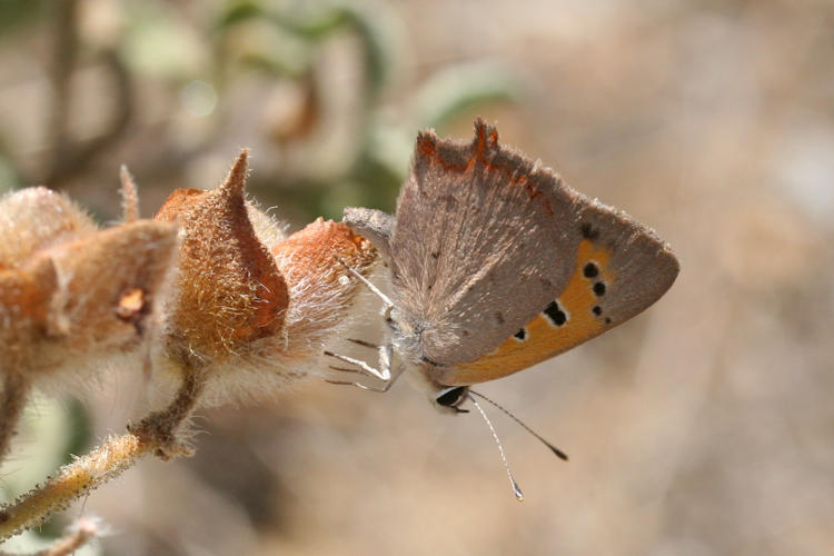 Lycaena phlaeas: Bild 36