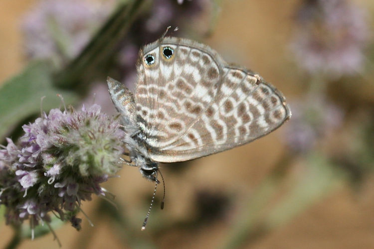 Leptotes pirithous: Bild 14