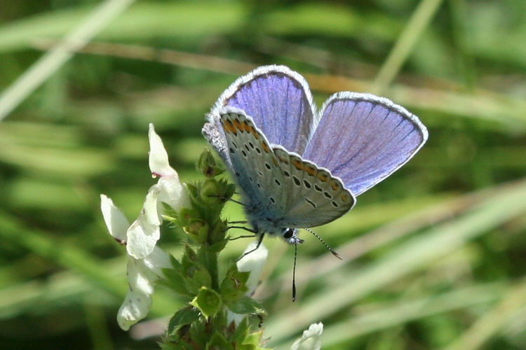 Plebejus argyrognomon: Bild 5