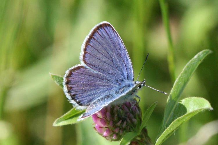 Plebejus argyrognomon: Bild 6