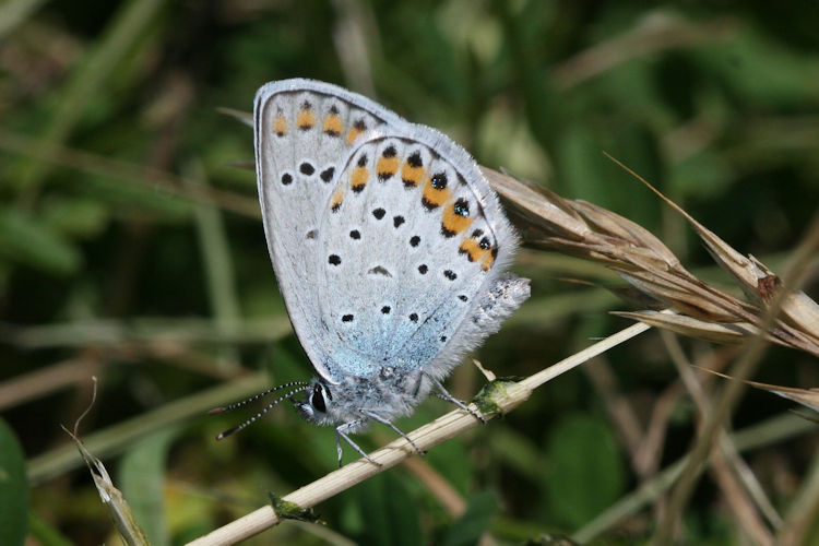 Plebejus argyrognomon: Bild 16