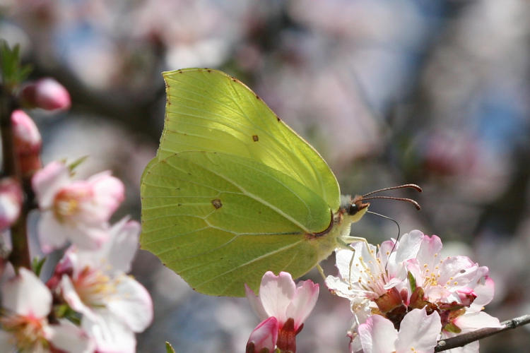 Gonepteryx rhamni transiens: Bild 2