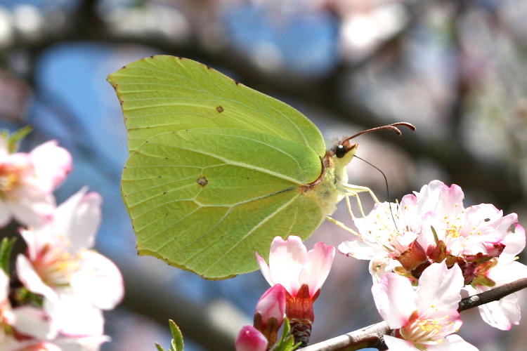 Gonepteryx rhamni transiens: Bild 3