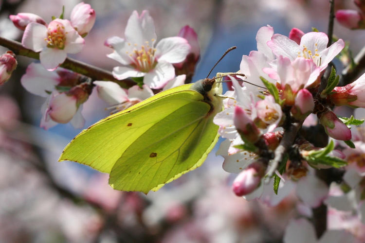 Gonepteryx rhamni transiens: Bild 4