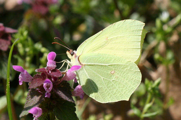 Gonepteryx rhamni transiens: Bild 5