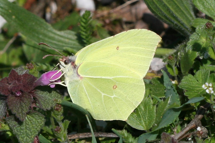 Gonepteryx rhamni transiens: Bild 6