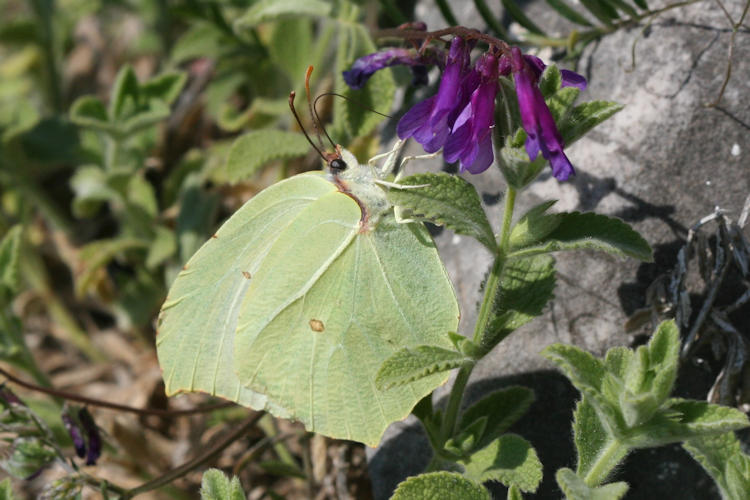 Gonepteryx rhamni transiens: Bild 14