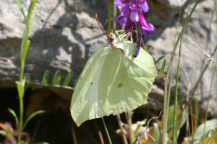 Gonepteryx rhamni transiens: Bild 15