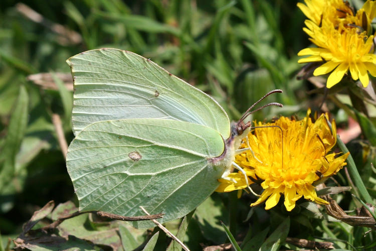 Gonepteryx rhamni transiens: Bild 16