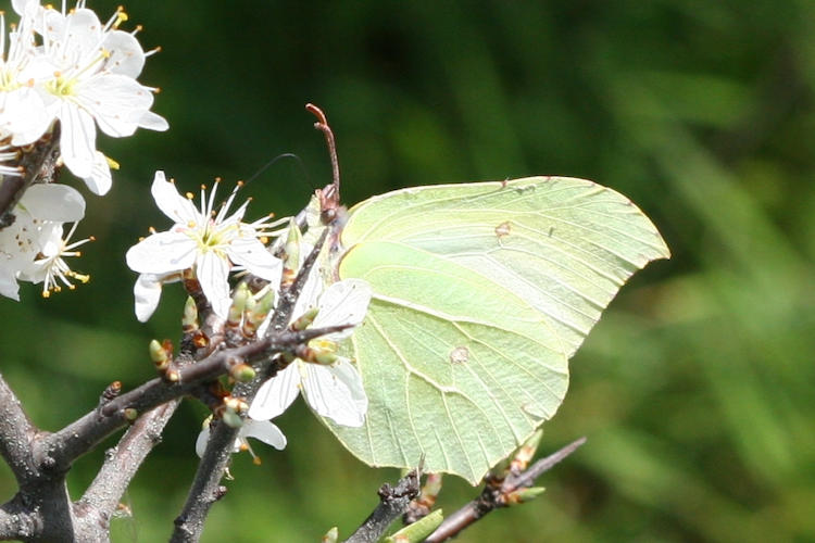 Gonepteryx rhamni transiens: Bild 17