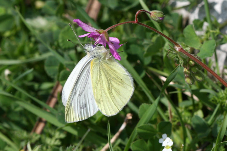 Pieris balcana: Bild 27