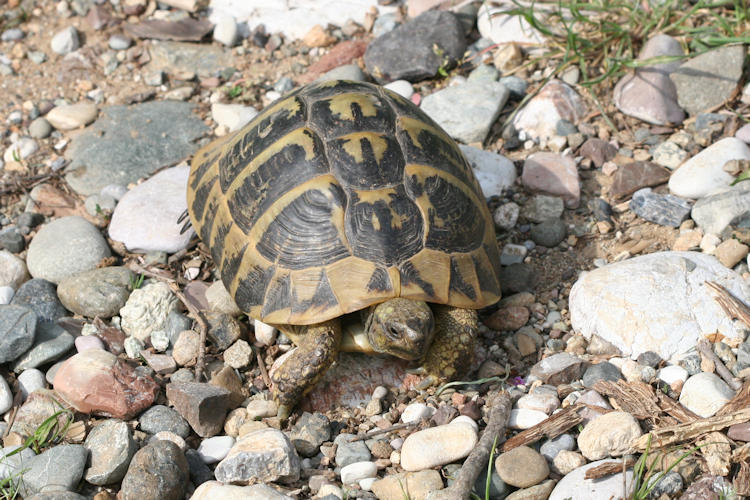 Testudo hermanni boettgeri: Bild 4