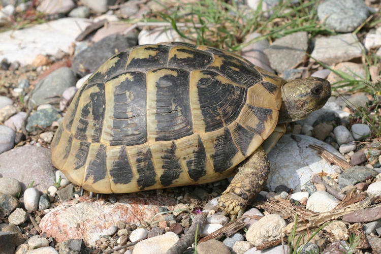 Testudo hermanni boettgeri: Bild 5