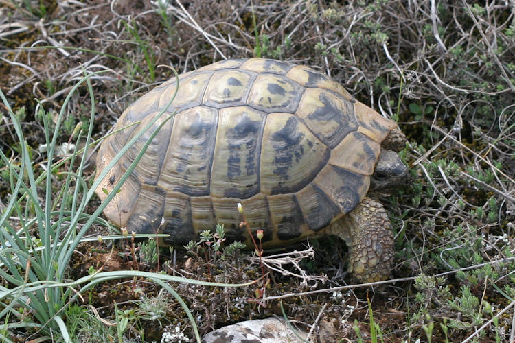 Testudo hermanni boettgeri: Bild 6