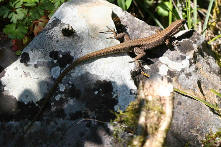 Podarcis muralis: Bild 3