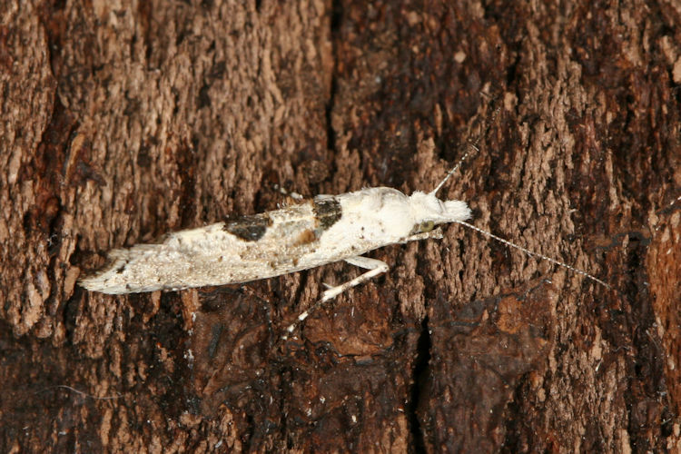 Ypsolopha asperella: Bild 2