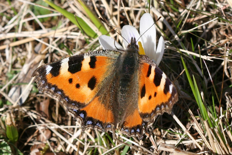 Aglais urticae: Bild 3