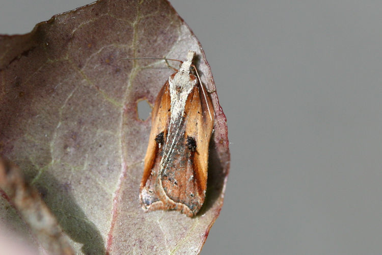 Acleris cristana: Bild 6