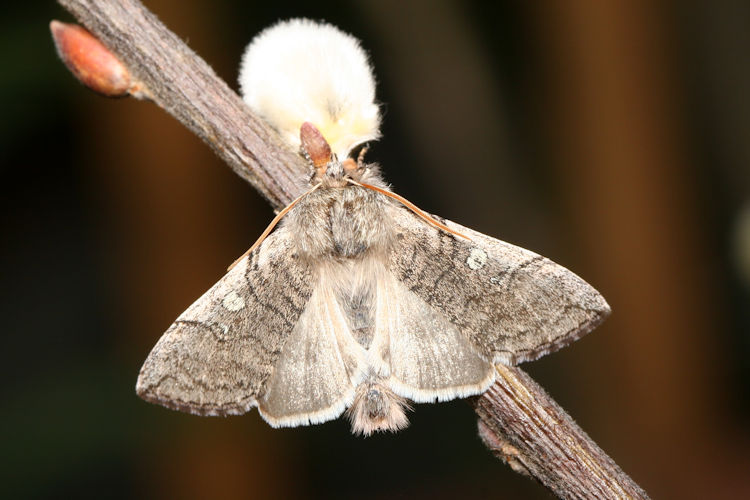 Achyla flavicornis: Bild 15