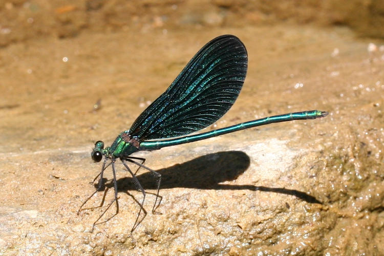 Calopteryx virgo festiva: Bild 1