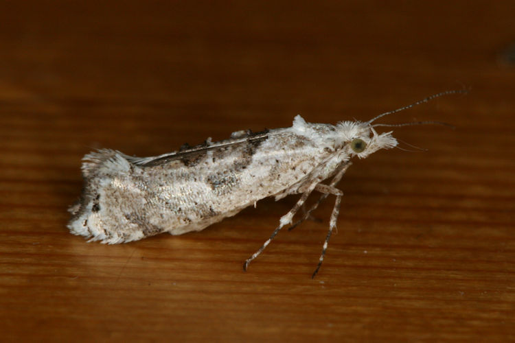 Ypsolopha asperella: Bild 3