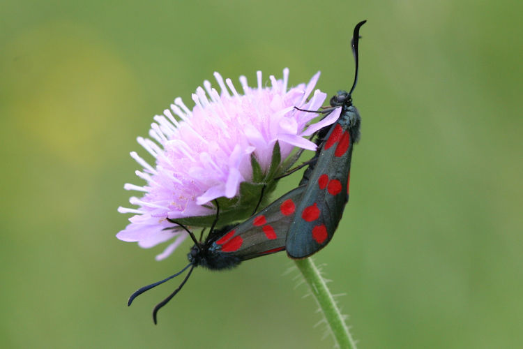 Zygaena filipendulae: Bild 23