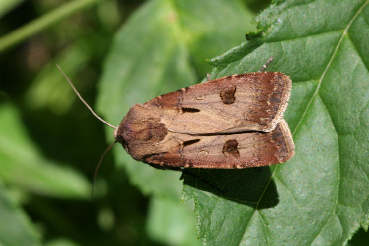 Agrotis exclamationis: Bild 6