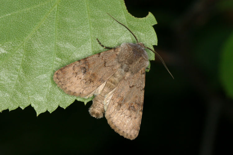 Agrotis cinerea: Bild 11