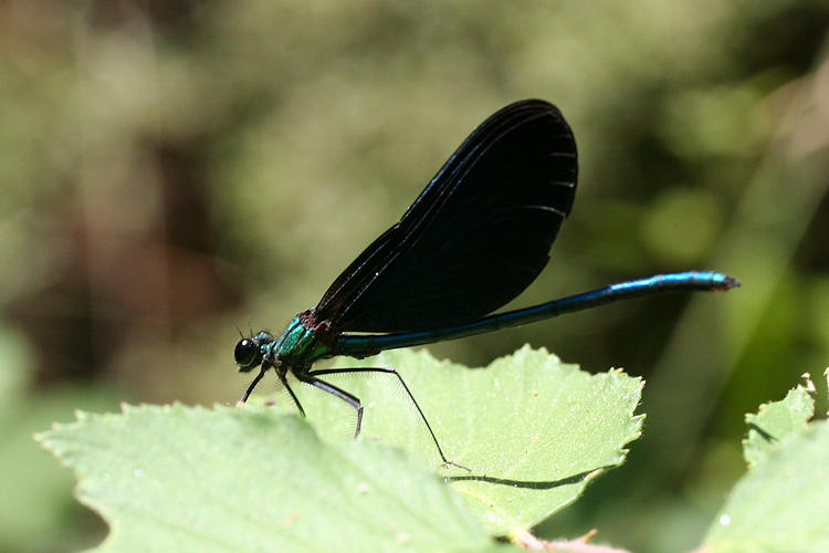 Calopteryx virgo festiva: Bild 3