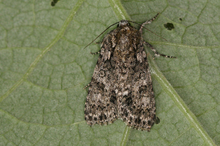 Acronicta rumicis: Bild 8