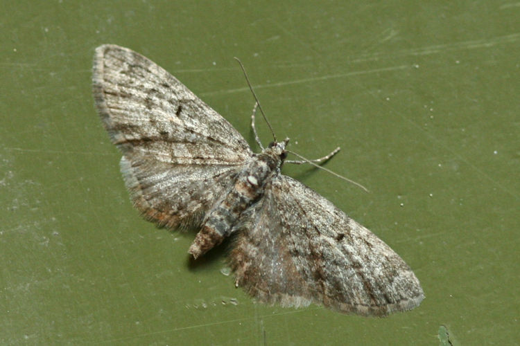 Eupithecia lariciata: Bild 19