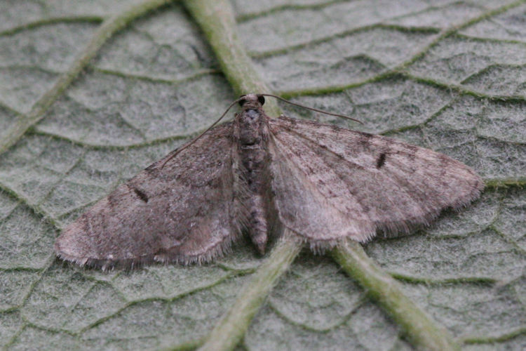 Eupithecia indigata: Bild 8