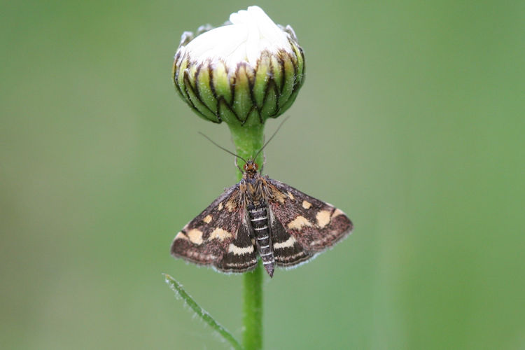 Pyrausta purpuralis: Bild 6