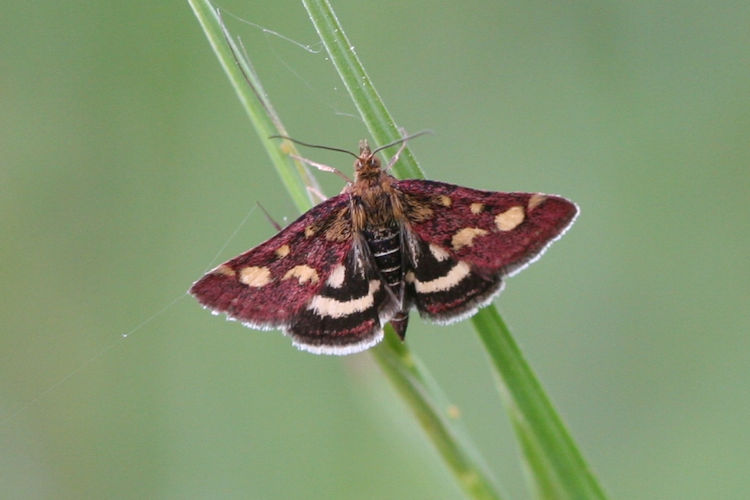 Pyrausta purpuralis: Bild 5