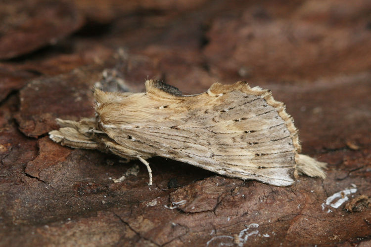 Pterostoma palpina: Bild 6