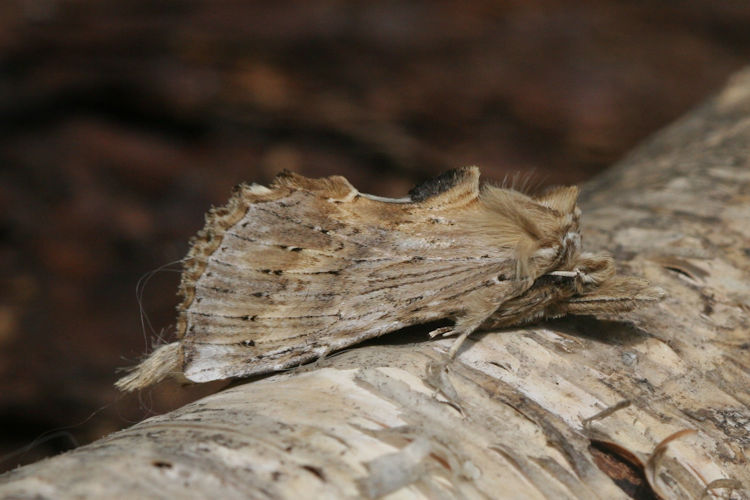 Pterostoma palpina: Bild 5