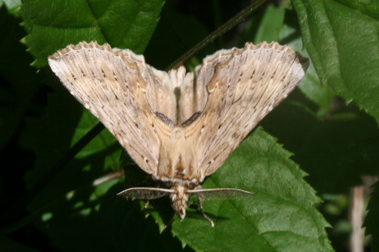 Pterostoma palpina: Bild 3