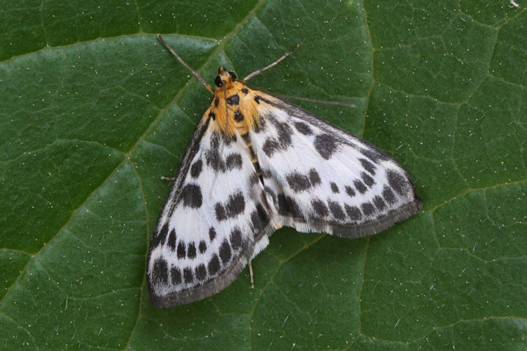 Anania hortulata: Bild 2