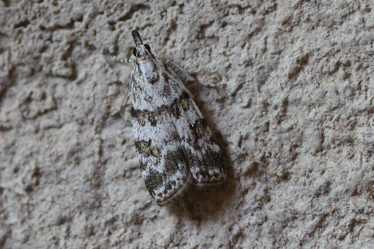 Scoparia pyralella: Bild 2