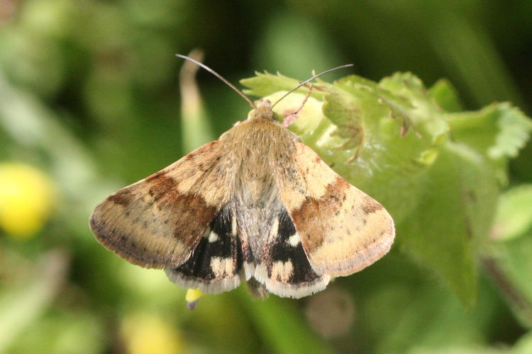 Heliothis viriplaca: Bild 3