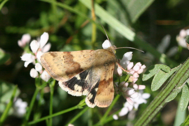 Heliothis viriplaca: Bild 4