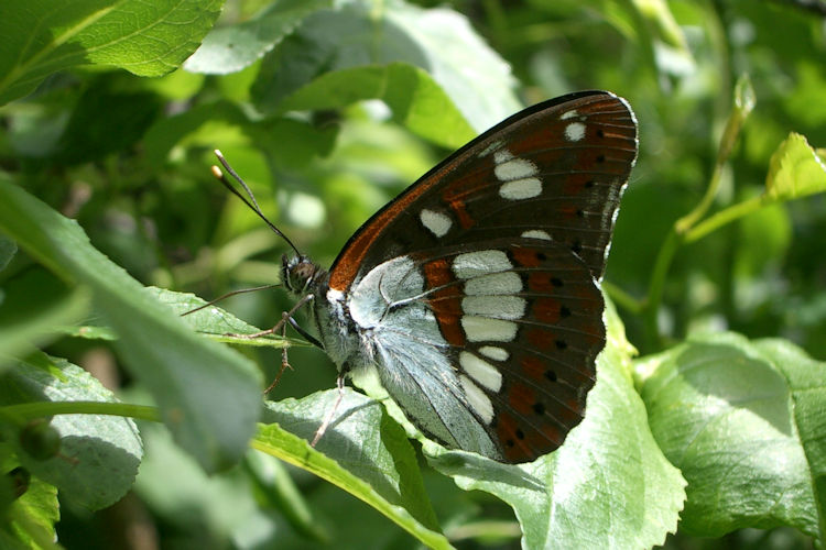 Limenitis reducta reducta: Bild 11