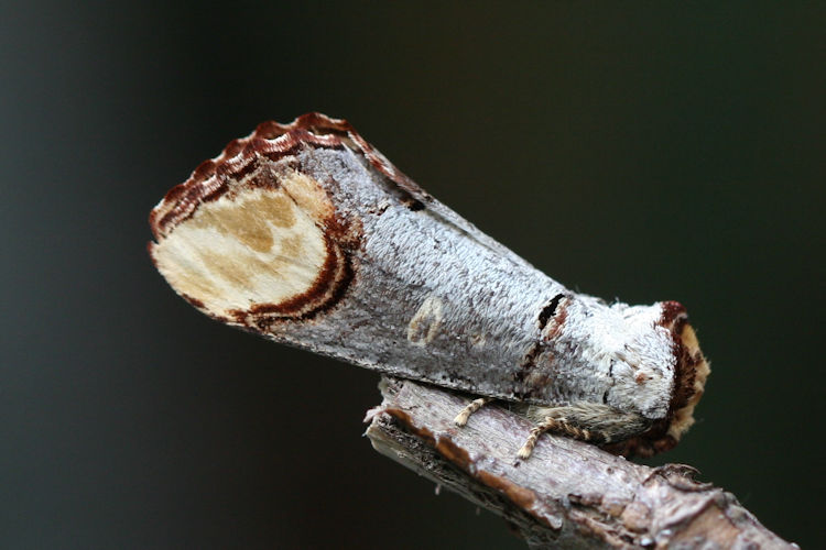 Phalera bucephala: Bild 2