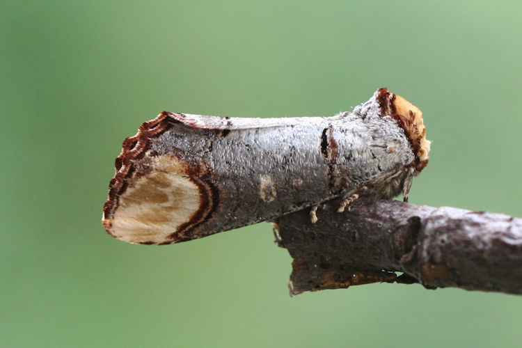 Phalera bucephala: Bild 3