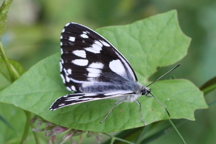 Melanargia galathea: Bild 2