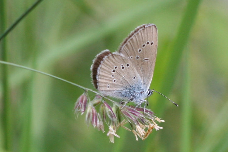 Cyaniris semiargus: Bild 18