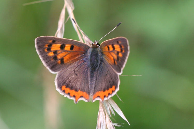 Lycaena phlaeas: Bild 7