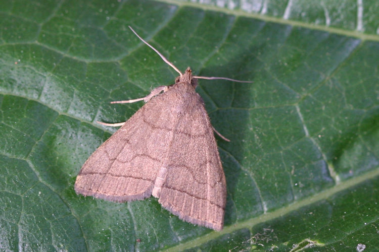 Zanclognatha tarsipennalis: Bild 2