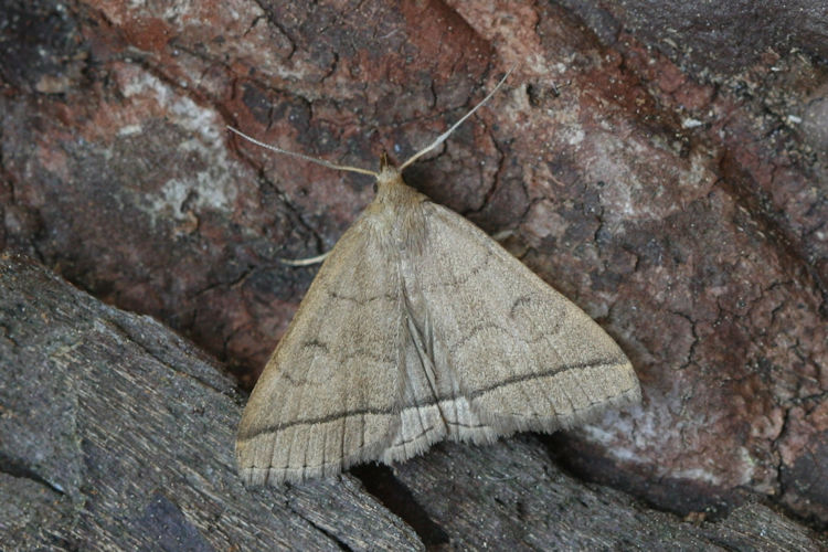 Zanclognatha tarsipennalis: Bild 3