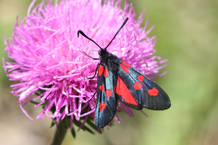 Zygaena lonicerae: Bild 2